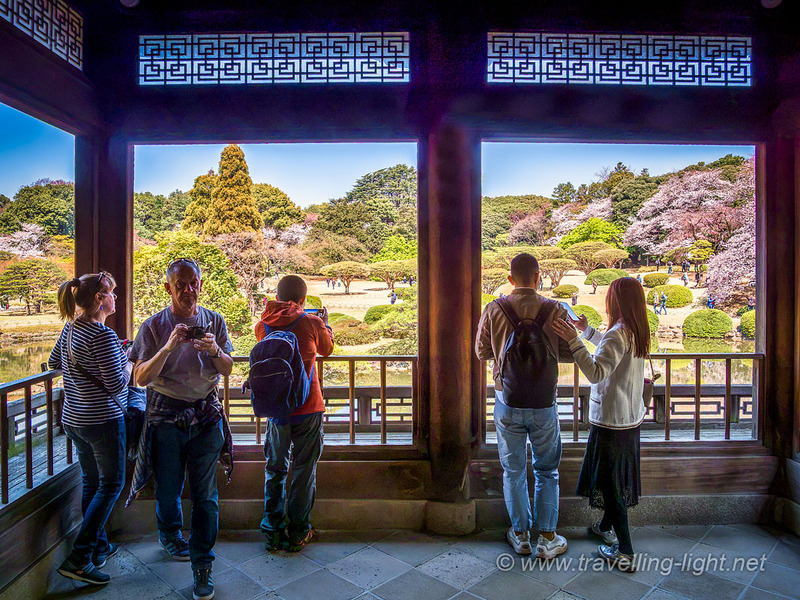Cherry Blossom Viewing in Shinjuku Gyoen National Garden, Tokyo