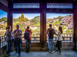 Cherry Blossom Viewing in Shinjuku Gyoen National Garden, Tokyo