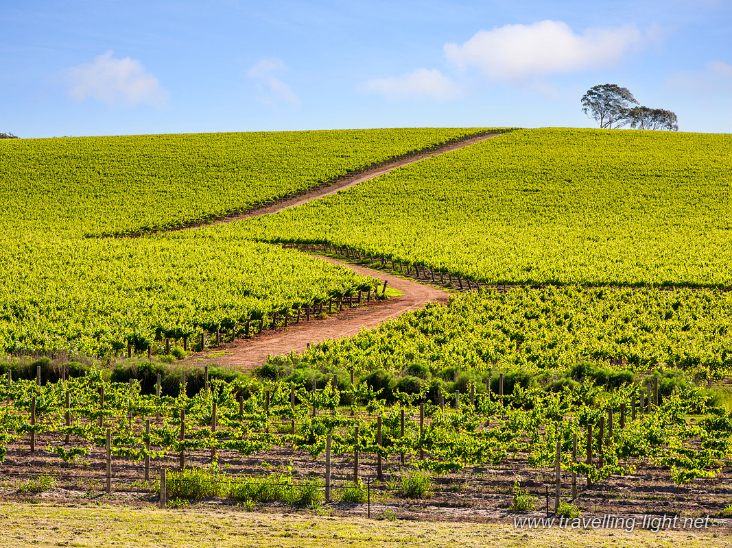 Vineyard in South Australia
Vineyard in the Clare Valley, South Australia
Keywords: Australia;Clare Valley;Lush;South Australia;Valley;agriculture;blue;clare;countryside;farming;green;industry;landscape;rows;rural;south;verdant;vines;vineyard;viniculture;viticultre