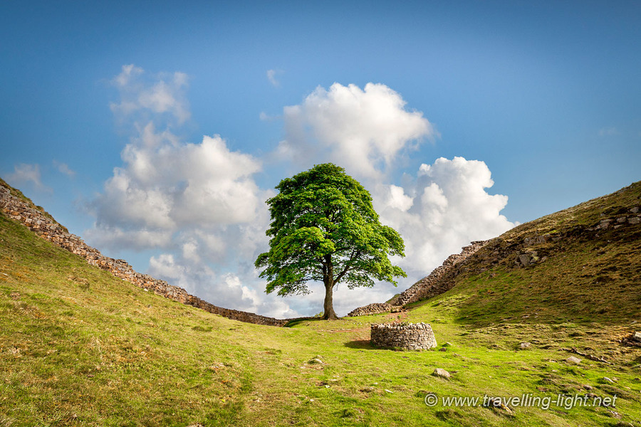 Sycamore Gap Tree, Northumberland