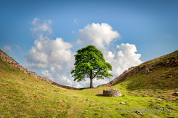 Sycamore Gap Tree, Northumberland
